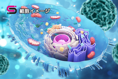 細胞イメージ細胞イメージ