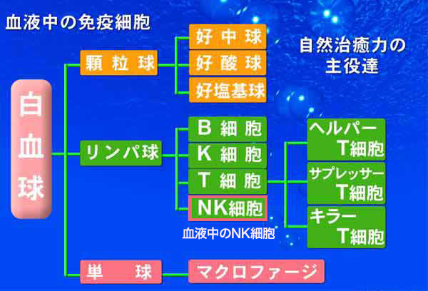 がん免疫治療 NK細胞