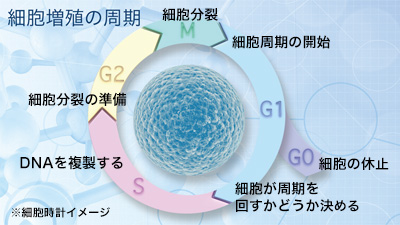 正常細胞の細胞分裂周期は厳密に増殖に関連するシグナル伝達経路により厳密に制御されています